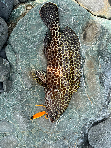 オオモンハタの釣果