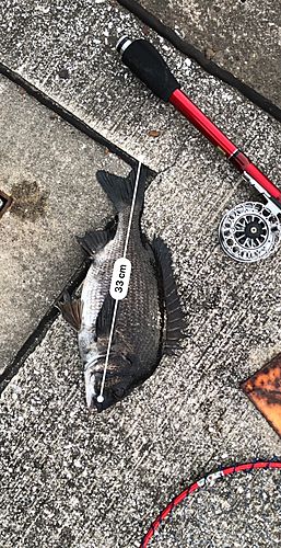 クロダイの釣果