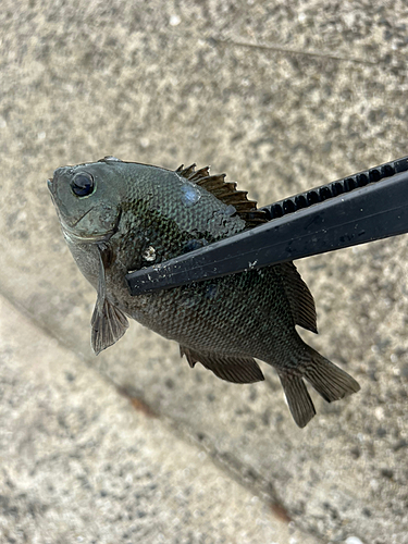 クロの釣果