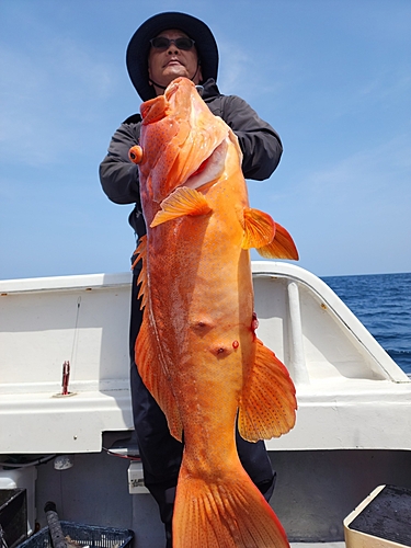 スジアラの釣果