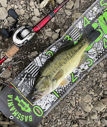 ブラックバスの釣果