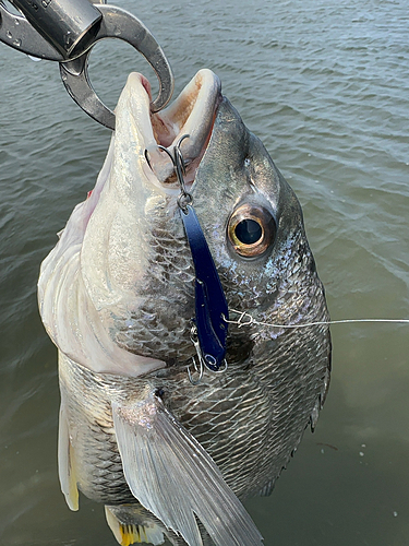 キビレの釣果