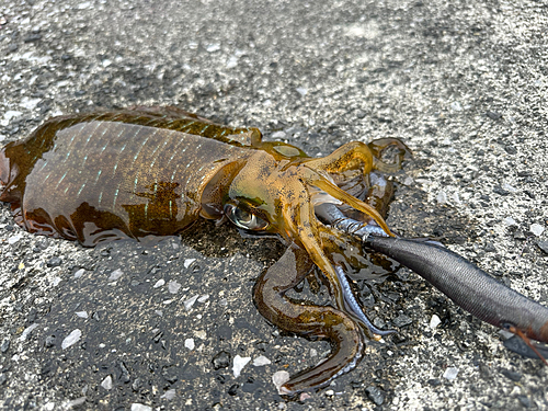 アオリイカの釣果