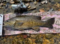 スモールマウスバスの釣果