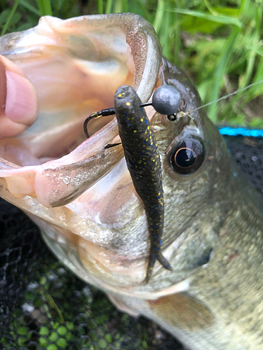 ラージマウスバスの釣果