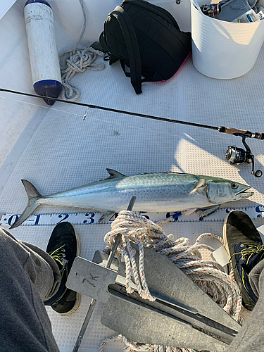 サワラの釣果