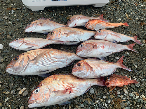 マダイの釣果