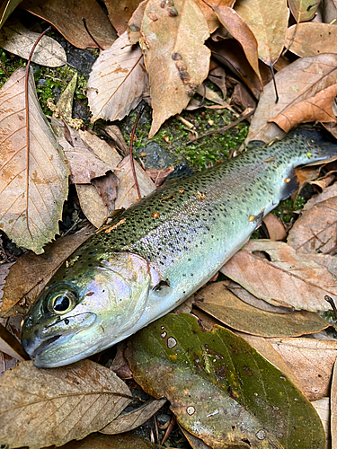 ニジマスの釣果