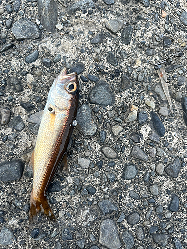 クロムツの釣果