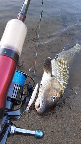 ニゴイの釣果