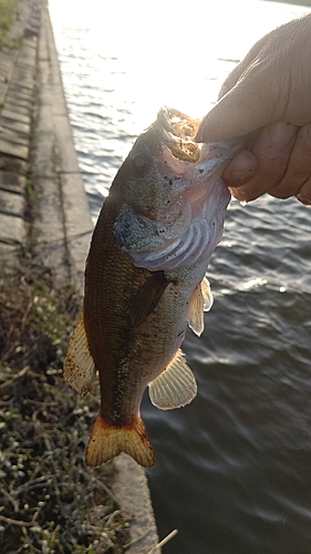 ラージマウスバスの釣果