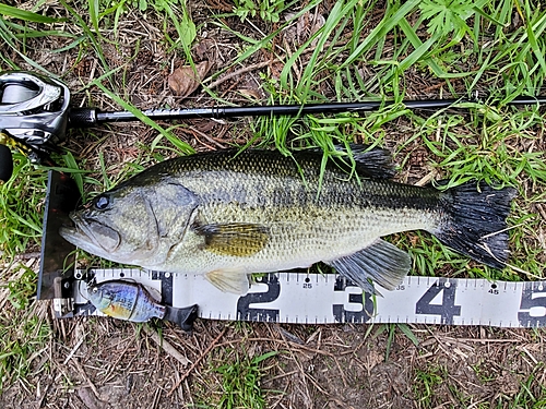 ブラックバスの釣果