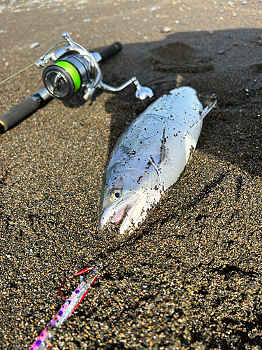 サクラマスの釣果