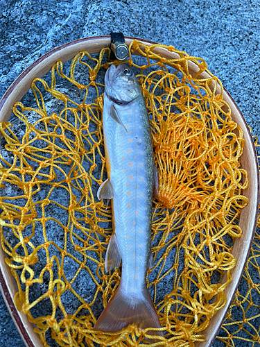 イワナの釣果