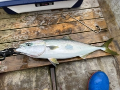 メジロの釣果