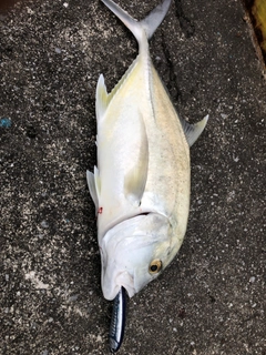 ロウニンアジの釣果