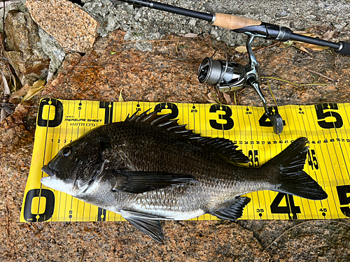 クロダイの釣果