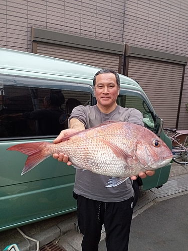 マダイの釣果