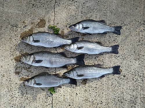 ヒラスズキの釣果