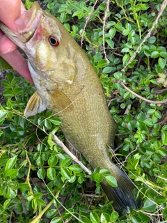 スモールマウスバスの釣果