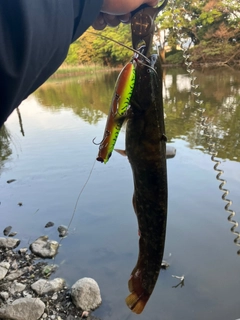 ニホンナマズの釣果