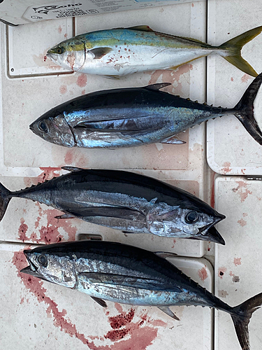 ビンチョウマグロの釣果