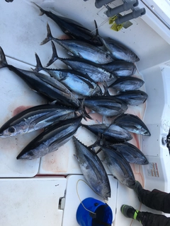 ビンチョウマグロの釣果