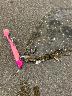 ヒラメの釣果