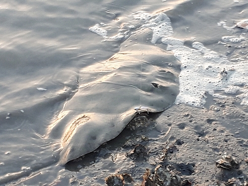 エイの釣果