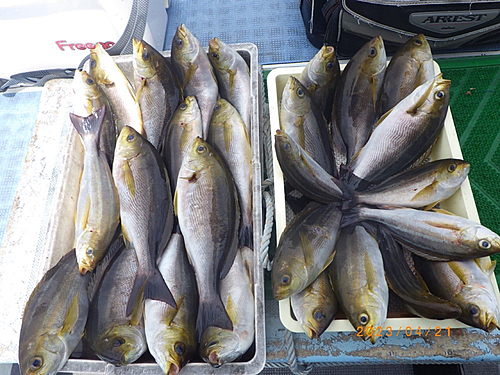 イサキの釣果