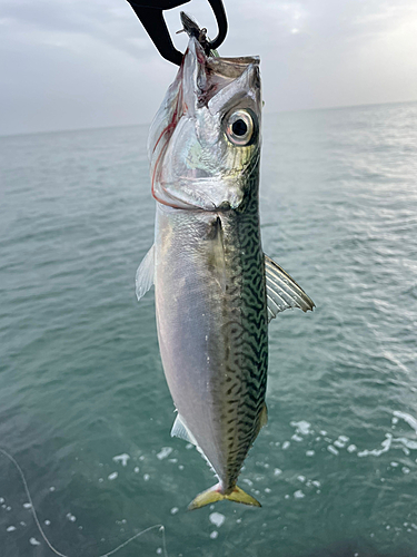 サバの釣果