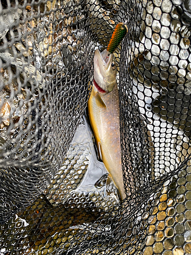 イワナの釣果