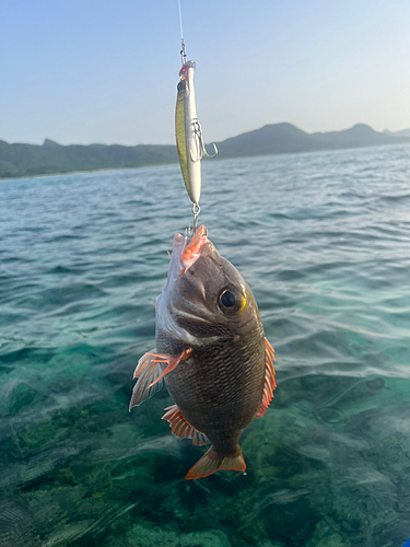 クチナジの釣果