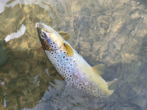 ブラウントラウトの釣果