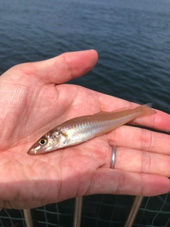 シロギスの釣果