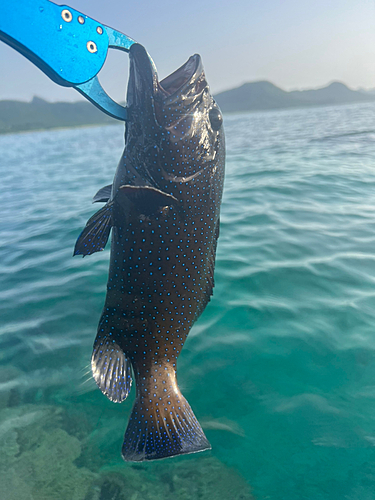 アオノメハタの釣果