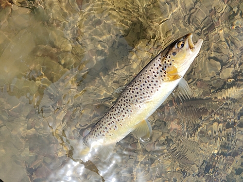 ブラウントラウトの釣果