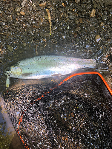 ニジマスの釣果