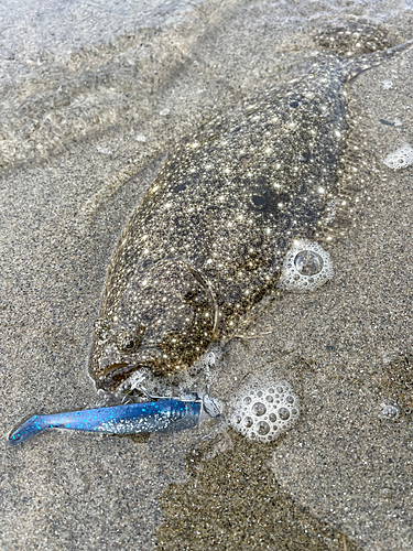 ソゲの釣果