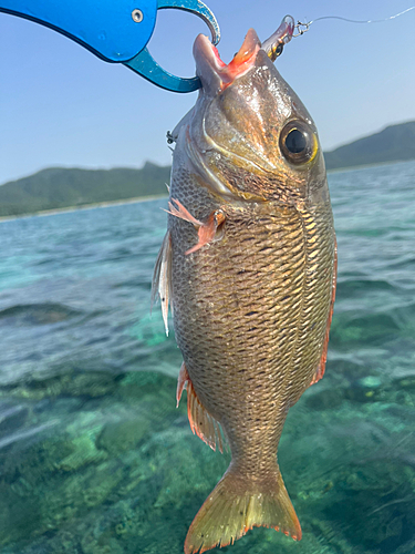 クチナジの釣果