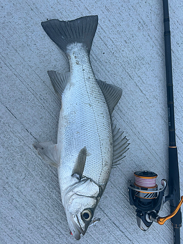 ヒラスズキの釣果