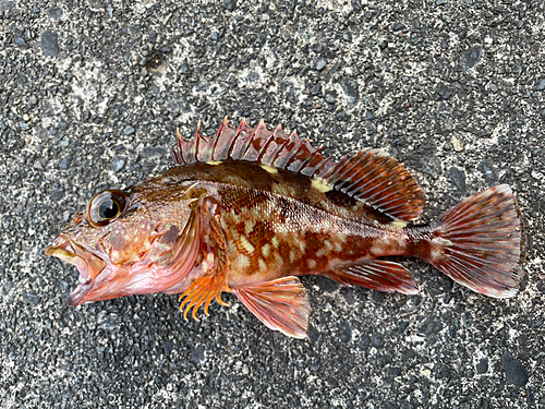 カサゴの釣果