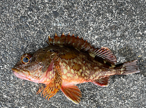 カサゴの釣果