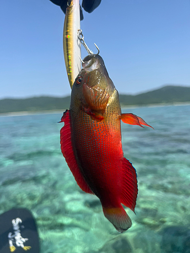 クチナジの釣果