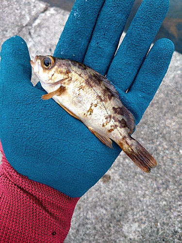 シロメバルの釣果