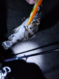 クロソイの釣果