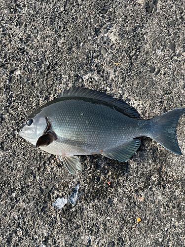 メジナの釣果