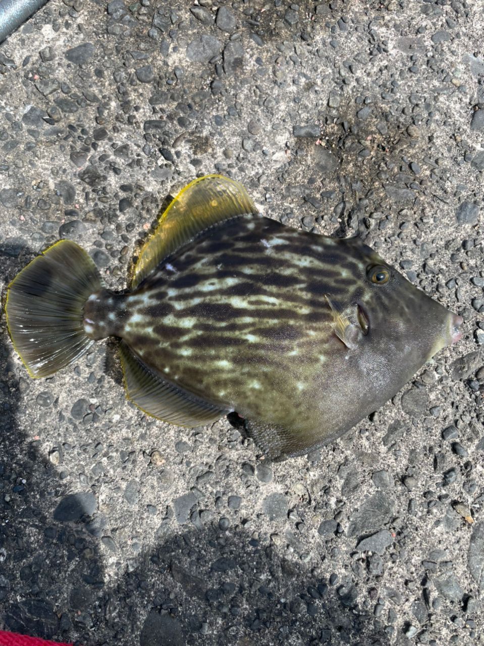 よしよし0929さんの釣果 2枚目の画像