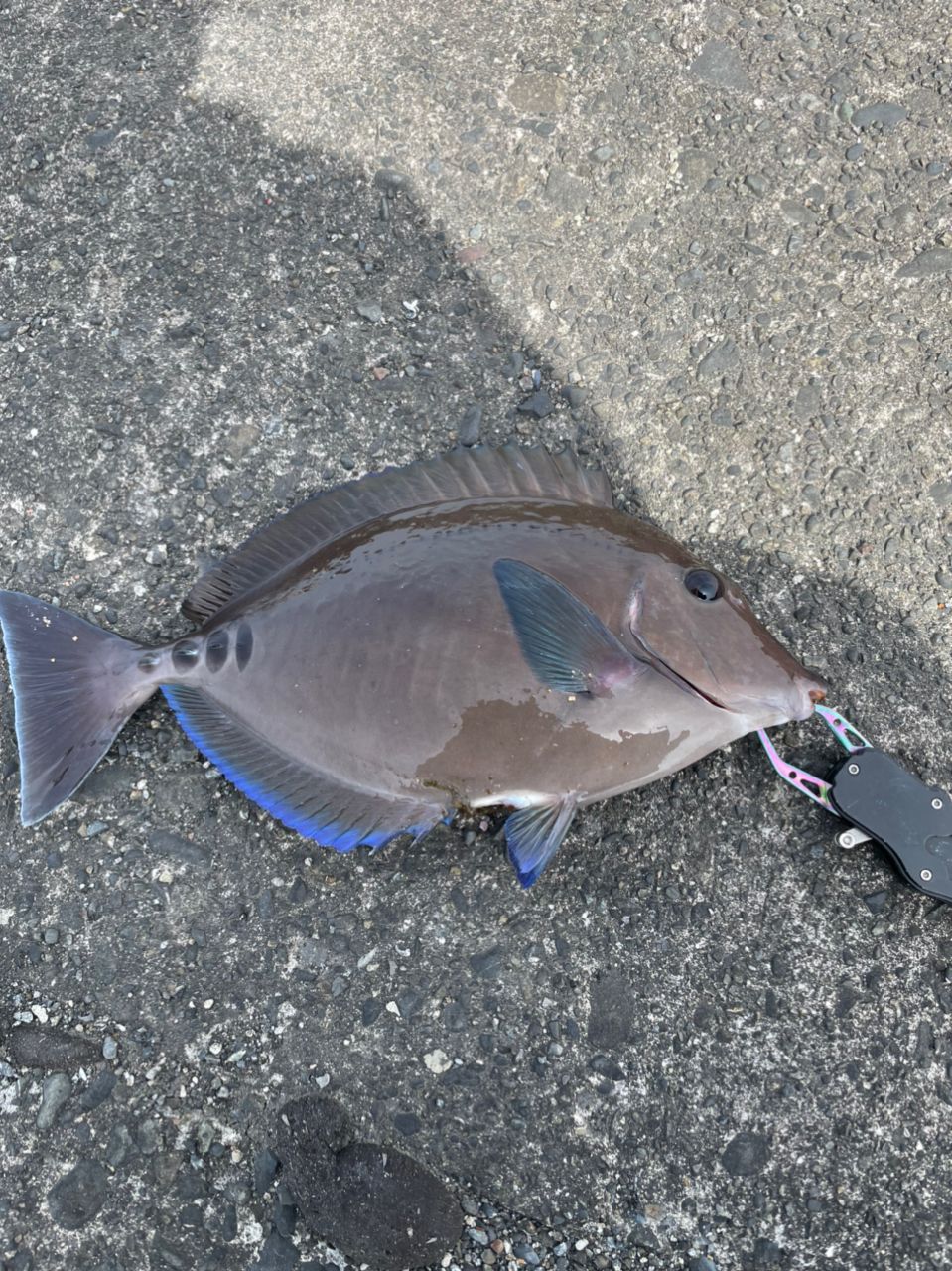 よしよし0929さんの釣果 3枚目の画像