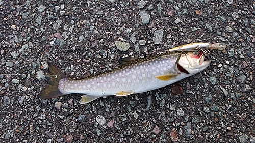 アメマスの釣果